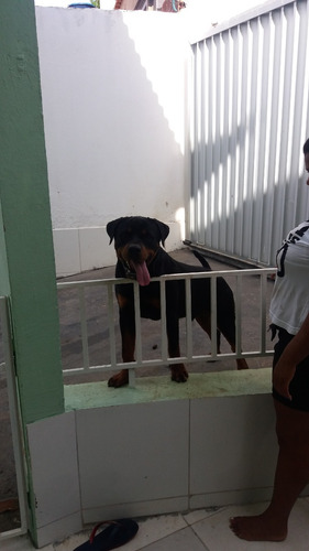 Filhote De Rottweiler