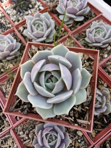 Echeveria Lola - Cultivo En 3 Pulgadas U