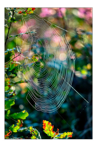 Vinilo Decorativo 50x75cm Telaraña Araña Naturaleza M2