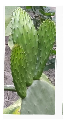 2 Pencas Macizas De Nopal Verdura Listos Para Trasplante