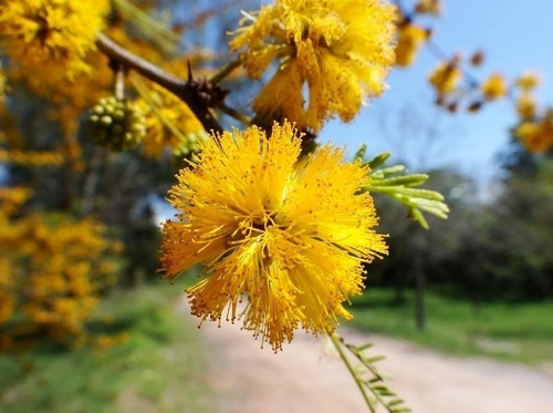 Semilla De Acacia Caven (espinillo) X 120 Ud