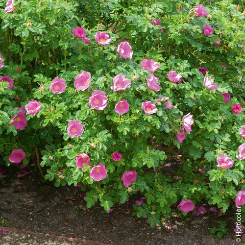 20 Semillas De Rosal Japones Rosa Rugosa Nuevas Selectas