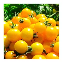 Comprar Tomate Cherry Amarillo F1 Super Productivos ( 100 Semillas )