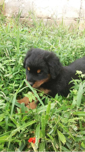 Cachorros Rottweiler 