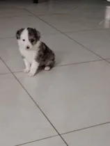 Comprar Border Collie Con Pedigree Internacional