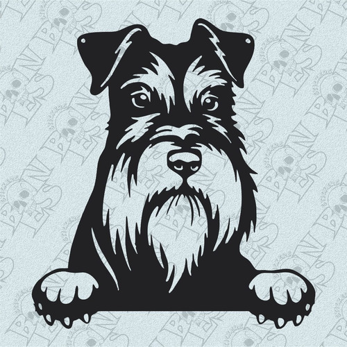 Calco Perro Schnauzer Mini  Asomado Vinilo