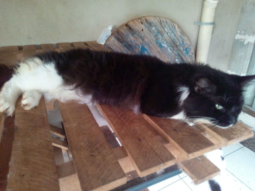 Filhote Maine Coon Preto