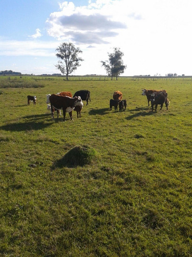 Imagen 4 de 9 de 415 Hectáreas Ganaderas Agrícolas A 23 Km De Treinta Y Tres.