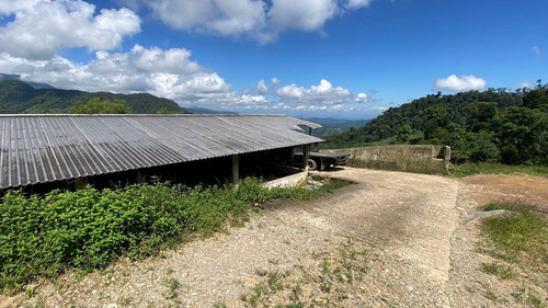 Imagen 7 de 28 de En Venta Granja Porcicola En Las Mesas Via Seboruco