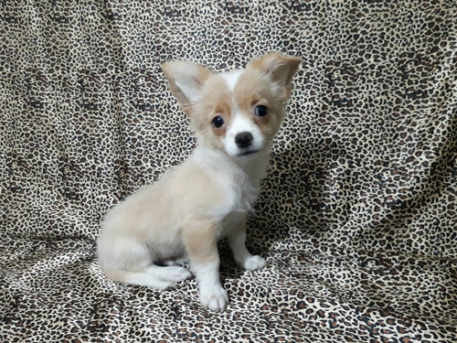 Chihuahua Macho  Pelo Longo