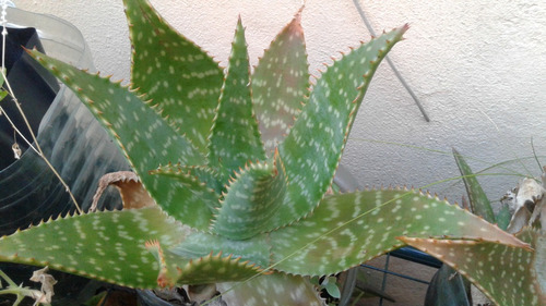 Plantas Aloe Vera Oferta!! Sólo Me Quedan Plantas Chicas