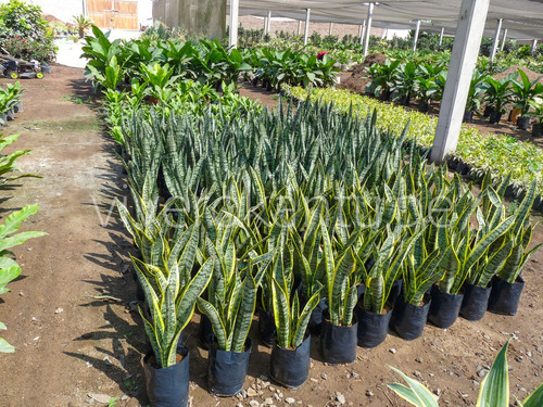 Planta Espada 50cm + Fertilizante + Manual De Cuidados