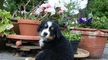 Comprar Cachorros Boyero De Berna Con Pedigree Y Microchip