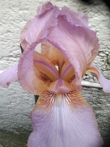 Lirio Iris Exotico Lila O Lirio Barbado 1 Pza Bulbo | MercadoLibre