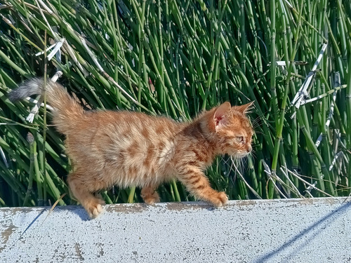 Gatita Hembra Bengal Con Pedigree Entr. Inmediata Brown