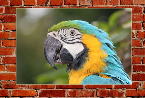 Cuadro Canvas Loro Bird Pajaro Guacamayo Selva Libre M8