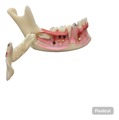 Modelo De Mandíbula Modelo Oral De Dientes 