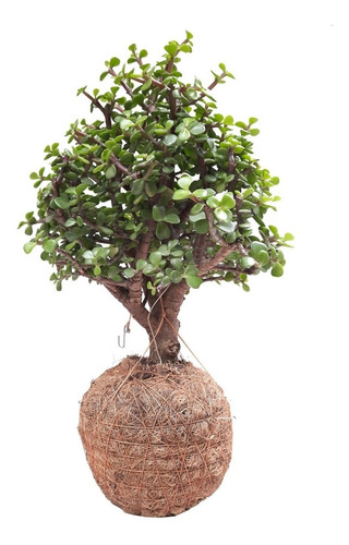 Bonsai Colgante