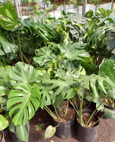 Imagen 4 de 5 de Philodendron Monstera, Costilla De Adan 10lts