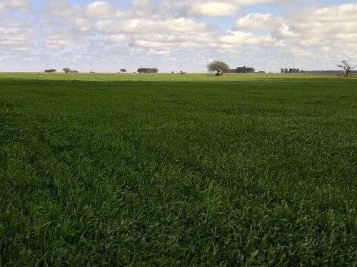 En Venta Campo En Leones.