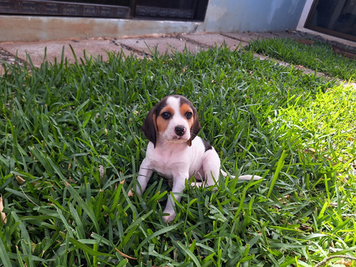 Perritos Cachorros Beagle Puros, Desparacitados Y Vacunados