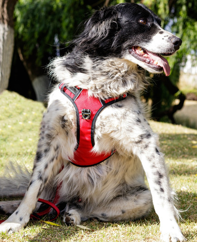 Arnés Antitirones Perro Chico Mediano Grande Pechera Comoda Rojo Chico Rumapet