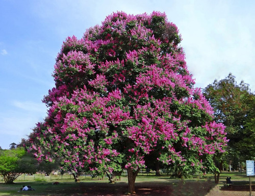 Sementes De Resedá Gigante Lagerstroemia Speciosa Árvore