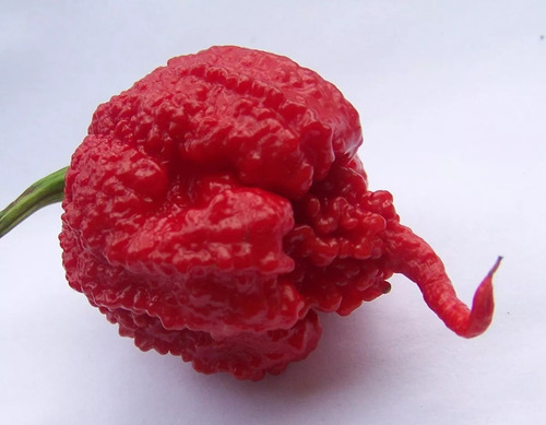 52 Sementes De Carolina Reaper Hp22b 0riginais. Envio Gratis
