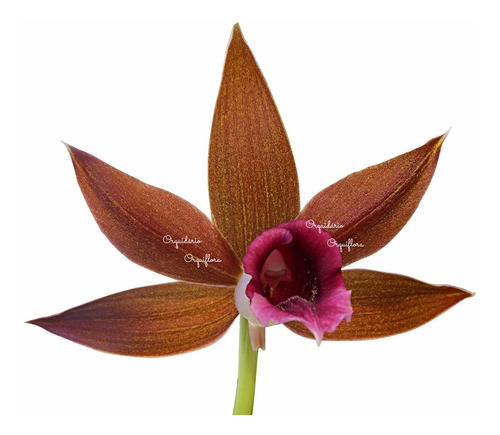 Orquídea Phaius Tankervilleae Capuz De Freira Planta Adulta