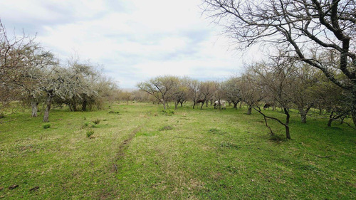Imagen 3 de 12 de Campo En Venta, Costa Uruguay Sur 0