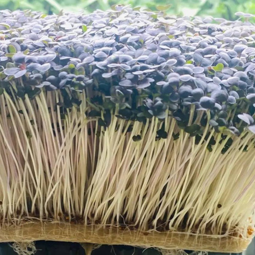 Semillas P/ Microgreen Mostaza Colorada Ggch Doypack 1/4 Kg