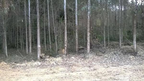 Chácara Com 3 Dormitórios À Venda, 31986 M² Por R$ 390.000,00 - Paiol De Baixo - Campina Grande Do Sul/pr - Ch0009