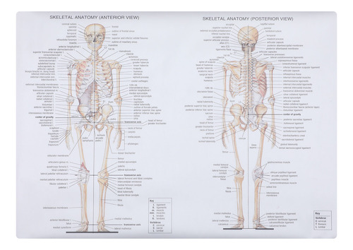 Póster De Anatomía Del Músculo Esquelético Humano Que Enseña