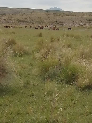 Terreno 1 Hectárea Paso Del Rey , Éjido Trapiche,san Luis Argentina