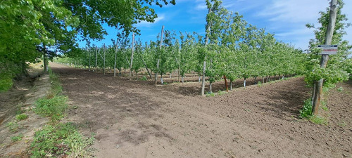 Venta De Chacra Con Casa En Allen, 6 Hectareas