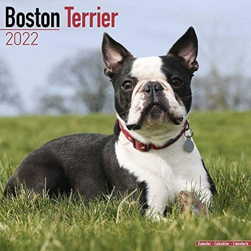 Libro: Boston Terrier Calendar Dog Breed Calendars De Pared