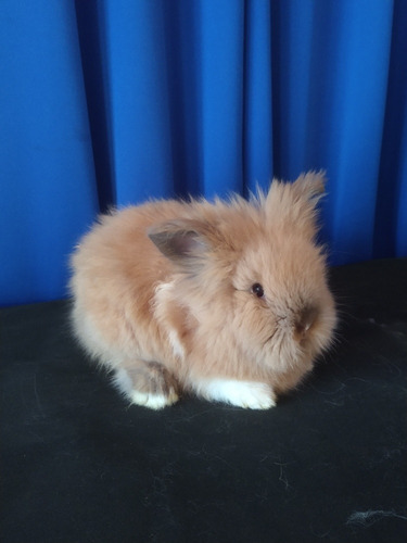 Conejo Cabeza De León Café Mascota
