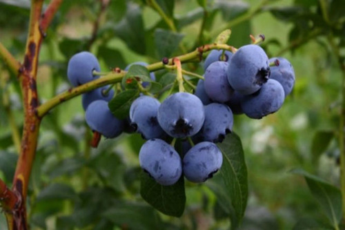 Blueberry , Mora Azul ( Planta ) , Arandano , Ojo De Conejo