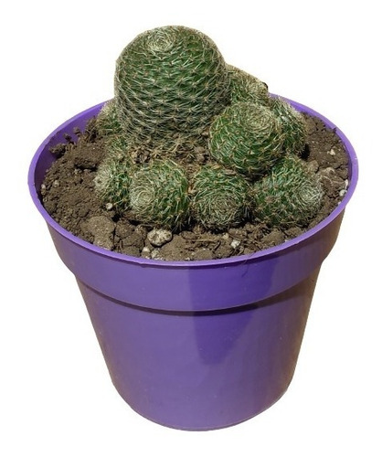 Rebutia Sunrise, Maceta 9, Cactus. Suculenta
