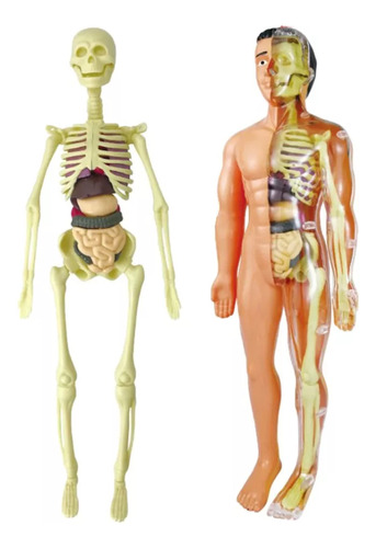 Aula De Ciencias De Modelos De Anatomía