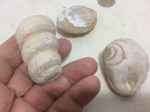 Raras Figuras De Piedra Del México Antiguo Fosilizadas