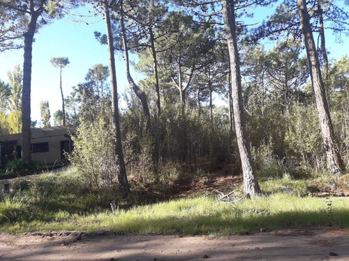 Imagen 3 de 14 de Dueño Vende Lote 21*49=1.029 Metros-20 Pinos De Gran Altura