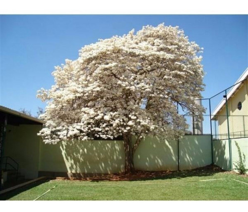 Tabebuia Arbol Blanco Palo Rosa 