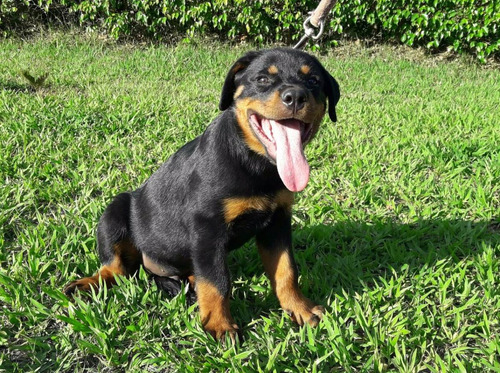 Rottweiler Macho Disponível Filhote