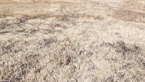 Terreno De 250 M2 En Ayotla Ixtapaluca