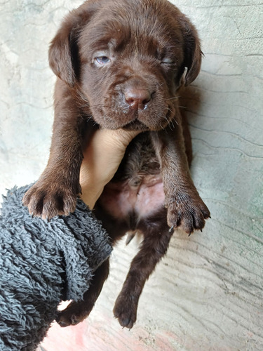 Labrador Cachorro 35 Dias. Desparacitados. Machos Y Henbras Chocolate