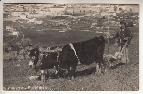 Antigua Postal Labrador Con Arado En Nazarath Israel Vintage
