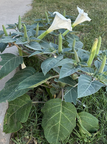 Semillas De Datura Inoxia, Chamico