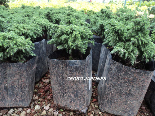 Imagen 3 de 6 de Lote De Arbolitos Para Bonsai Hinoki Cedro Japónes Juniperos
