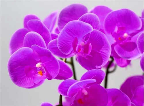 Arreglo De 6 Orquídeas Artificiales De Tacto Natural Morada